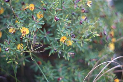 Loricobbia reticulata, photographed by Em Lamond