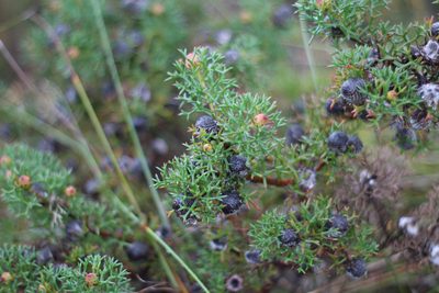 Petrophile rigida, photographed by Em Lamond