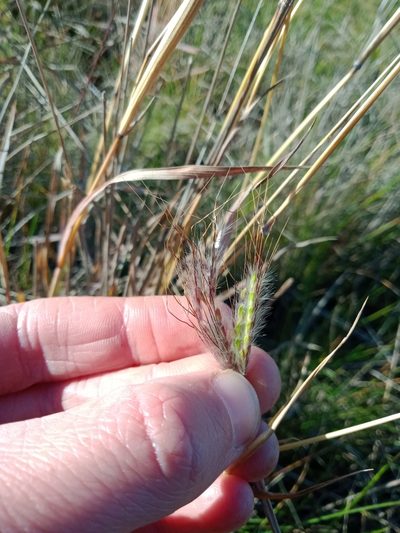 Bothriochloa macra, photographed by Nina Kerr