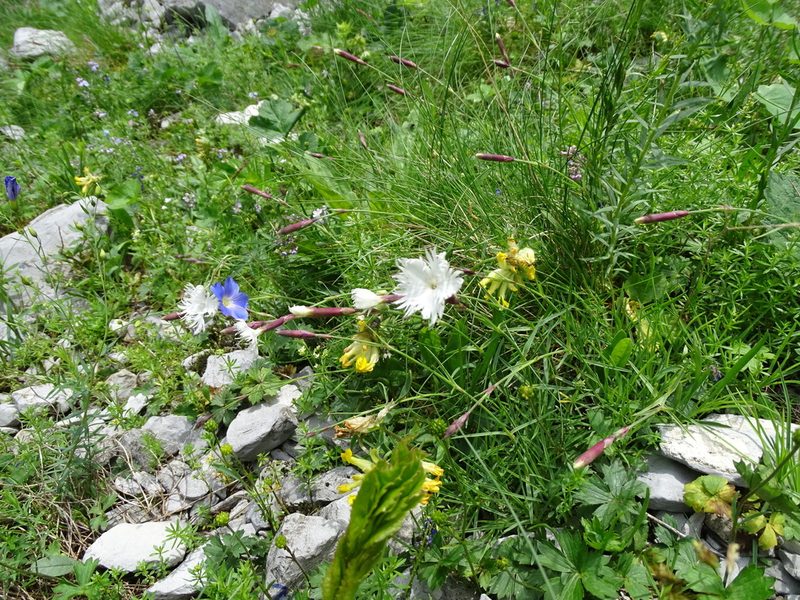 Dianthus praecox, photographed by Grzegorz Grzejszczak