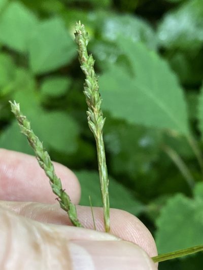 Carex roanensis, photographed by Alan Weakley