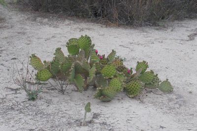 Opuntia depressa, photographed by Juan Carlos Pérez Magaña