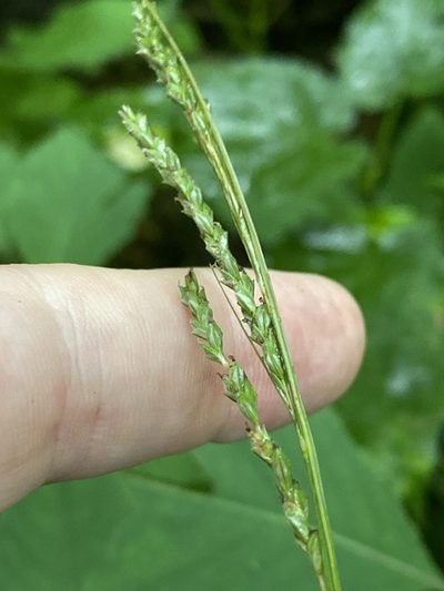 Carex roanensis, photographed by Alan Weakley
