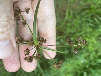 Scirpus atrovirens, photographed by Alan Weakley