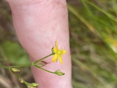 Hypericum canadense, photographed by Alan Weakley
