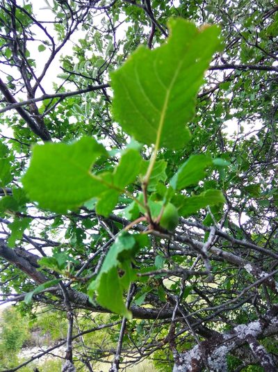 Prunus brigantina, photographed by Ben Costamagna