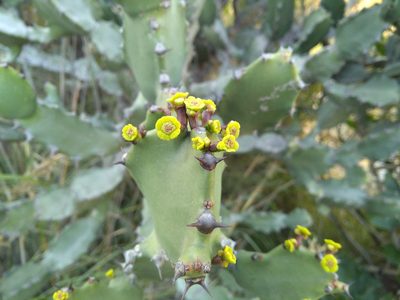 Euphorbia antiquorum, photographed by Mittal Gala