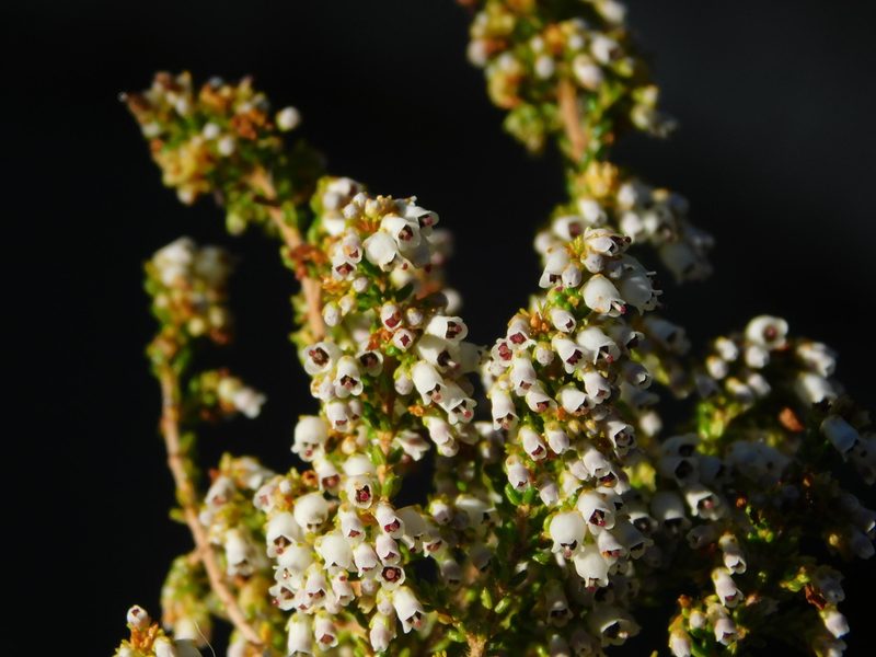 Erica copiosa, photographed by Rebecca Ryen-Stols