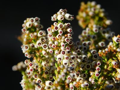 Erica copiosa, photographed by Rebecca Ryen-Stols