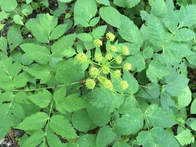 Angelica triquinata, photographed by arborizations
