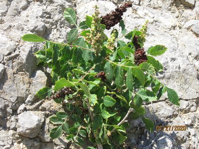 Rhus coriaria, photographed by Svetlana Polevova