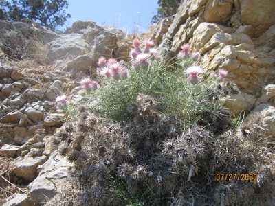 Ptilostemon echinocephalus, photographed by Svetlana Polevova
