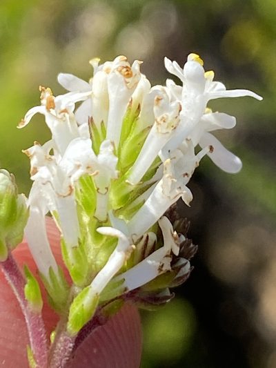 Selago brevifolia, photographed by Dave U