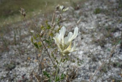 Astragalus albicaulis, photographed by Aleksei Baushev