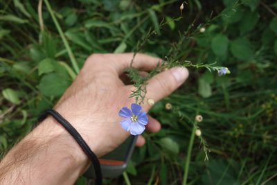Linum perenne, photographed by Aleksei Baushev