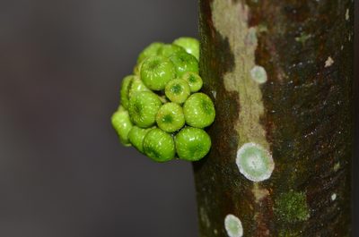 Ficus fistulosa, photographed by Zinogre