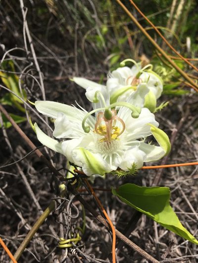 Passiflora pectinata, photographed by Dodly