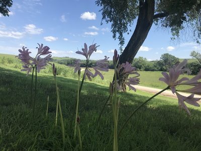 Lycoris squamigera, photographed by Ryan Donnelly