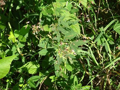 Desmodium perplexum, photographed by Reuven Martin