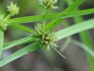 Cyperus squarrosus, photographed by Reuven Martin