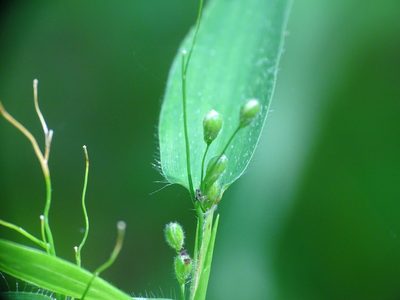 Dichanthelium latifolium, photographed by Reuven Martin