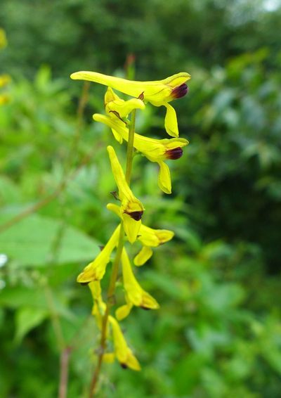 Corydalis cornuta, photographed by Ramnarayan K