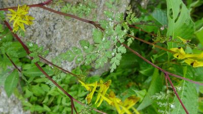 Corydalis cornuta, photographed by Ramnarayan K