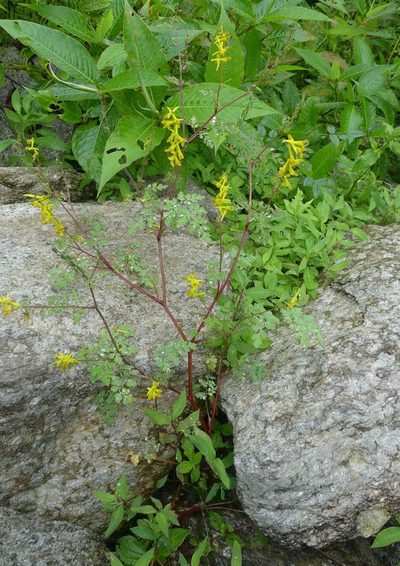 Corydalis cornuta, photographed by Ramnarayan K