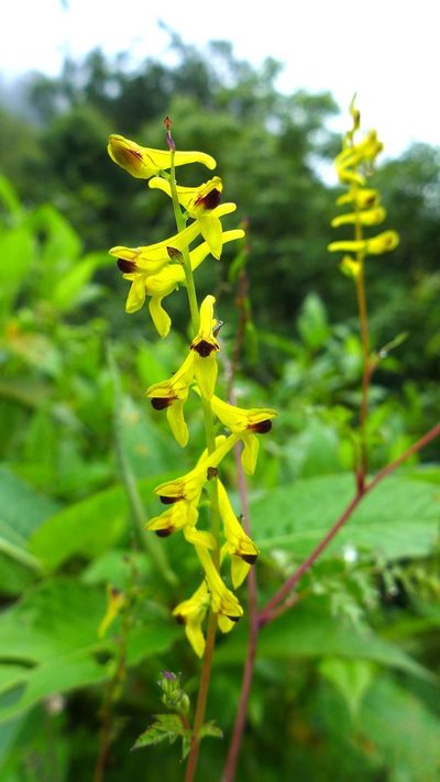 Corydalis cornuta, photographed by Ramnarayan K