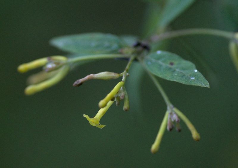 Wikstroemia canescens, photographed by Ramnarayan K