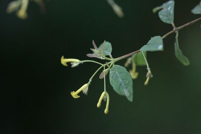 Wikstroemia canescens, photographed by Ramnarayan K
