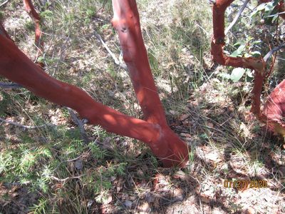 Arbutus andrachne, photographed by Svetlana Polevova