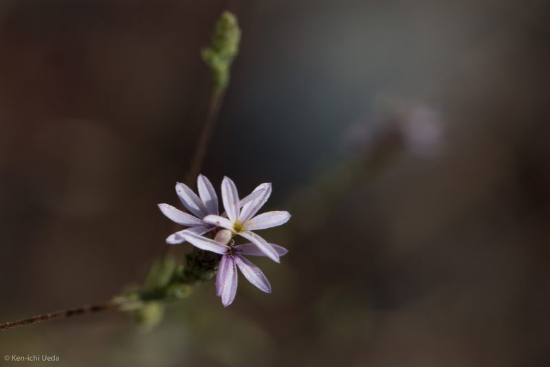 Lessingia nemaclada, photographed by Ken-ichi Ueda