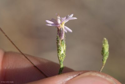 Lessingia nemaclada, photographed by Ken-ichi Ueda