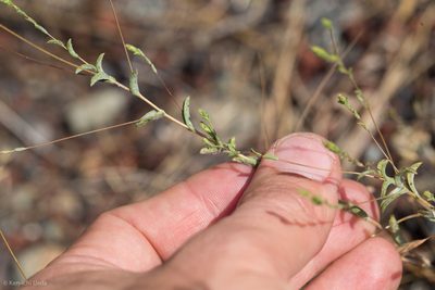 Lessingia nemaclada, photographed by Ken-ichi Ueda