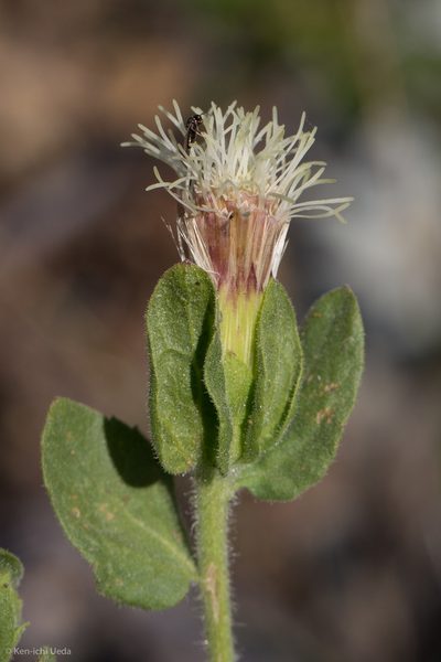 Brickellia greenei, photographed by Ken-ichi Ueda