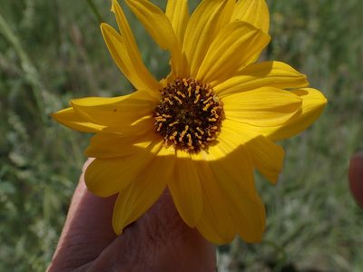 Helianthus pauciflorus, photographed by Mary Krieger