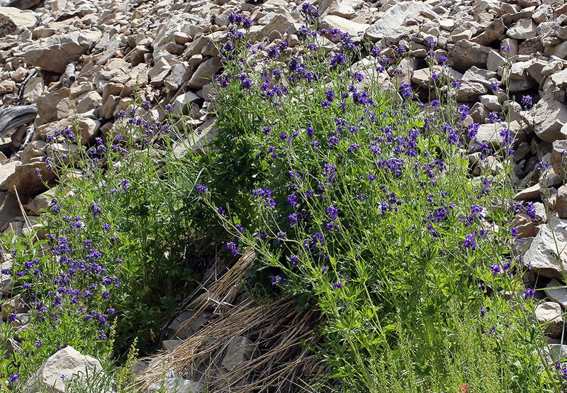 Delphinium polycladon, photographed by Steve Matson
