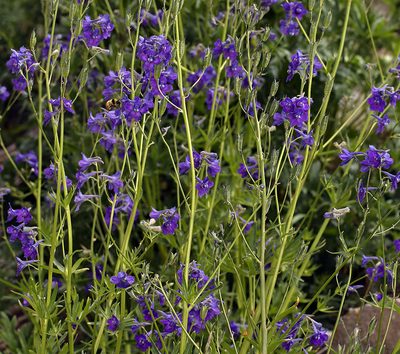 Delphinium polycladon, photographed by Steve Matson