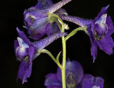 Delphinium polycladon, photographed by Steve Matson