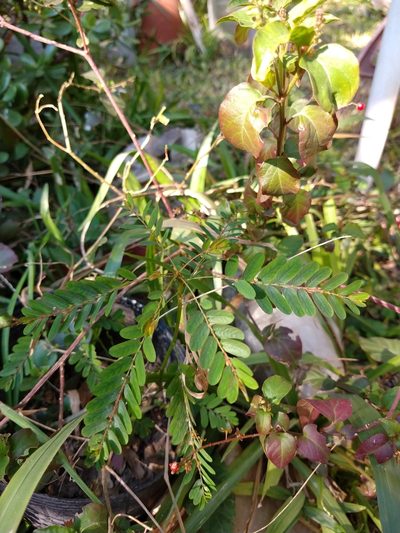Phyllanthus niruri, photographed by Regina Piazza