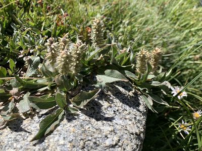 Salix petrophila, photographed by Leah Gardner