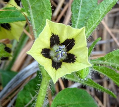 Physalis caudella, photographed by Andrew Tree