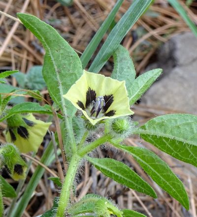 Physalis caudella, photographed by Andrew Tree