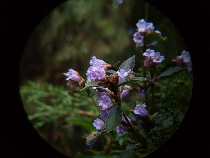 Strobilanthes kunthiana, photographed by Viral joshi