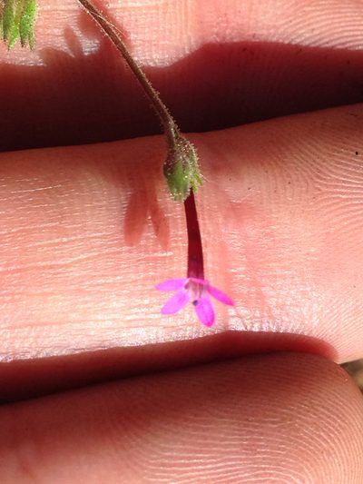 Allophyllum divaricatum, photographed by Ken-ichi Ueda