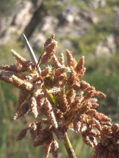 Schoenoplectus scirpoides, photographed by kevin koen