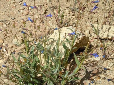 Penstemon roezlii, photographed by Jim Dreier