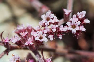 Chorizanthe breweri, photographed by Ken-ichi Ueda