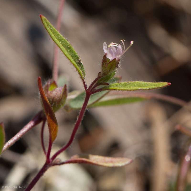 Trichostema simulatum, photographed by Ken-ichi Ueda